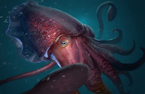 The legendary giant squid's genetic is fully sequenced ...