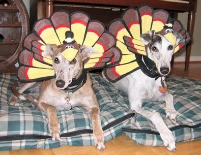 Maybe you would like to learn more about one of these? Bark & Clark: Thanksgiving Safety Tips for Your Dogs Part 1