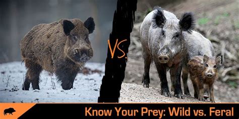 Know Your Prey The Differences Between Wild And Feral Shwat