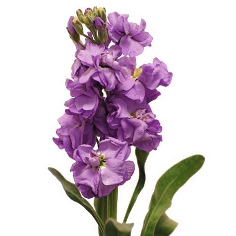 Image Result For Stock Flower Lavender Stock Flower Stock Flowers