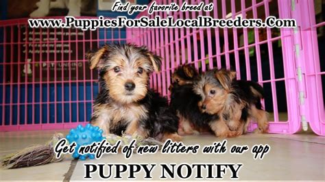 Morkie Puppies For Sale Georgia Local Breeders Near Atlanta Ga Youtube