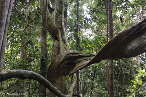 Lianas Affect Forest Carbon Uptake Differently By Region Study Shows