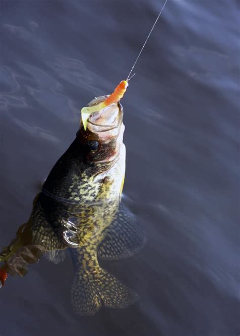 Best Crappie Lures Jigs And Bait Top Picks For 2023