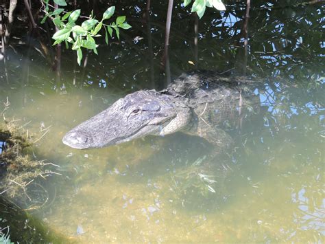 Alligator In Florida Everglades Florida Everglades Places Ive Been