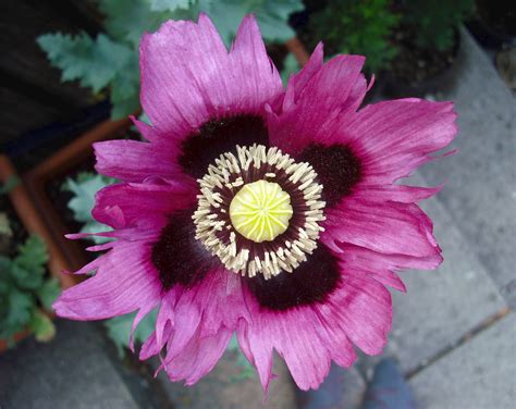 Filepurple Opium Poppy Flower