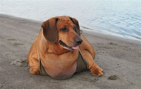 Meet Obie The Obese Dachshund Who Lost Over 50 Of His Body Weight
