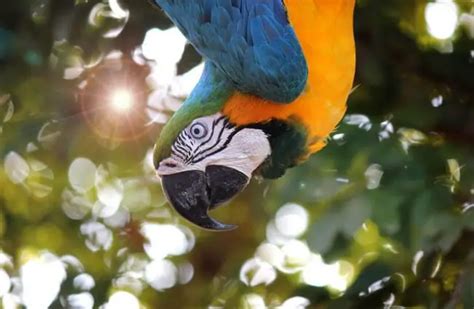 Macaw Description Habitat Image Diet And Interesting Facts