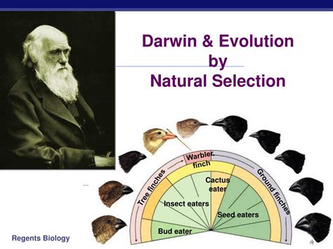 Ppt Darwin And Evolution By Natural Selection Powerpoint Presentation
