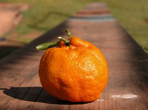 Pomarańcza z Kalabrii na cholesterol? | Aktywni+