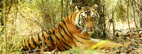 Tourism In Bandhavgarh The Original Land Of White Tiger