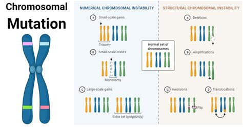 Chromosomal Mutation Causes Mechanism Types Examples