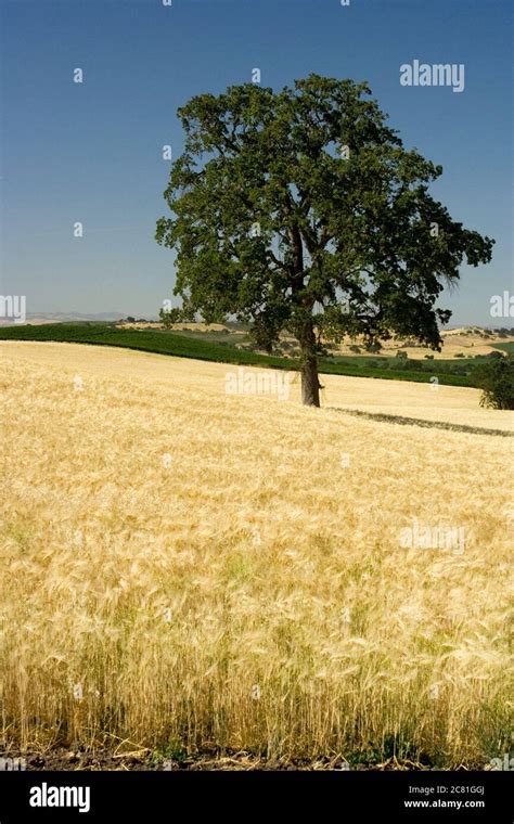 Stately Oak Tree In A Golden Field Of Wheat In San Luis Obispo County