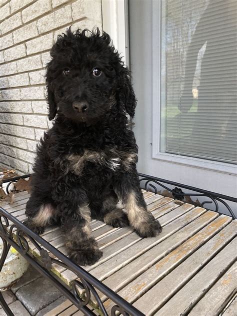 Puppyfinder.com is your source for finding an ideal bernedoodle puppy for sale in usa. Suzie: Female F1b Mini Bernedoodle puppy for sale ...