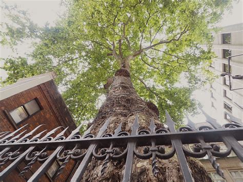 The Story Behind The Wood Street Tree Look Up London Street Trees