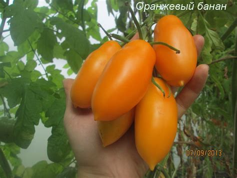 Томат Банан оранжевый описание сорта помидоров характеристики