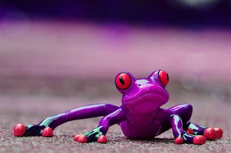Frog Funny Figure Free Photo On Pixabay