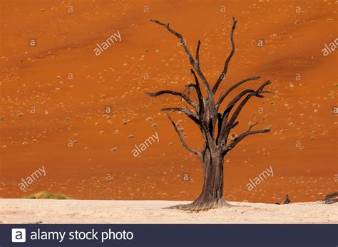 Dead Trees Deadvlei Sossusvlei Namib Naukluft Park Namib Desert