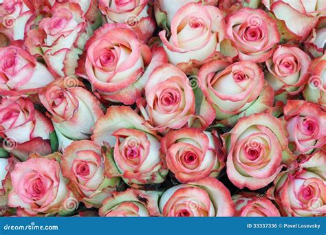 Close Up Of Bright Bunch Of Freshly Cut Roses Stock Photo Image Of