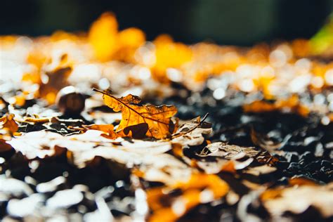 Free Images Blur Blurred Colors Decaying Fall Leaves Focus