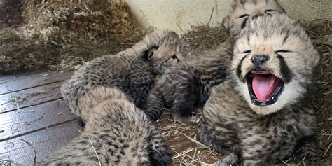 Vote To Name The Cheetah Cubs Smithsonians National Zoo