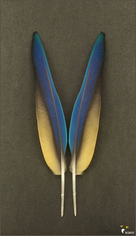matched pair macaw parrot cobalt royal navy blue primary wing etsy feather photography