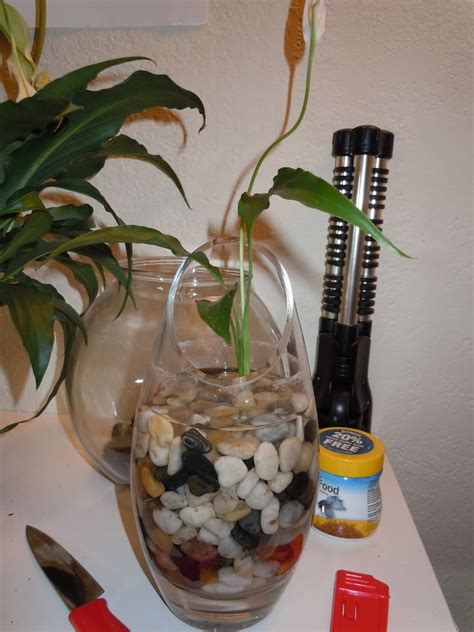 4.6 out of 5 stars. The Plant Diaries: Betta Fish Bowl