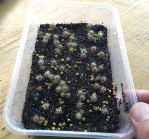 See more ideas about cactus seeds, seed germination, seeds. Takeaway Tek (how to germinate cacti seeds in 2020 ...