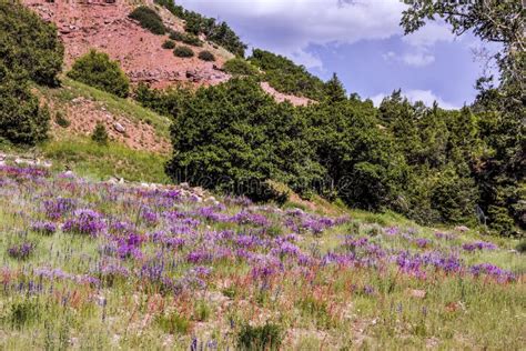 Wildflowers Along Highway 145 In Colorado Stock Photo Image Of