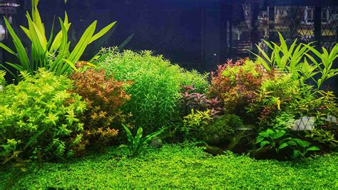 Choosing Best Planted Aquarium Light Hygger