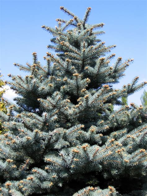 Picea Pungens Blue Spruce Colorado Spruce North Carolina Extension