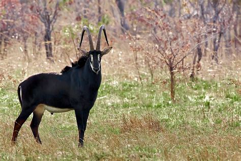 Черная антилопа лат Hippotragus Niger