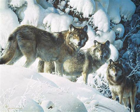 Art Country Canada Carl Brenders Long Distance Hunters Wolves Limited