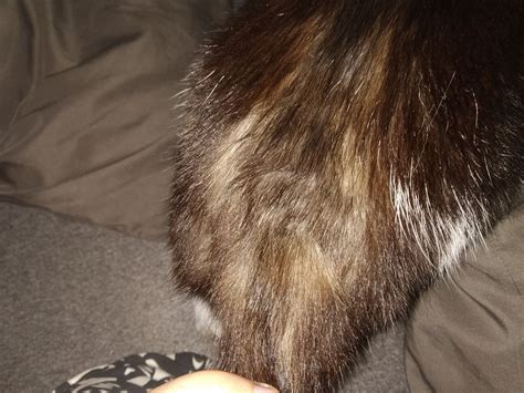 Cat Is Bitting Tail Getting Bald Spot Because Of It Askvet