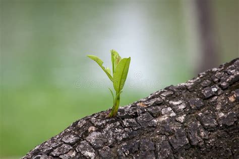 Leaf Shoots Grow Out Of Tree Trunks Stock Image Image Of Outdoor