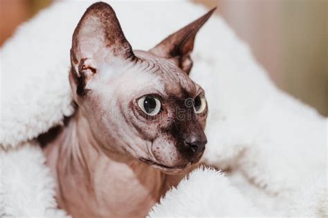 Canadian Bald Sphynx Cat With Blue Eyes Eats Dry Food Stock Photo