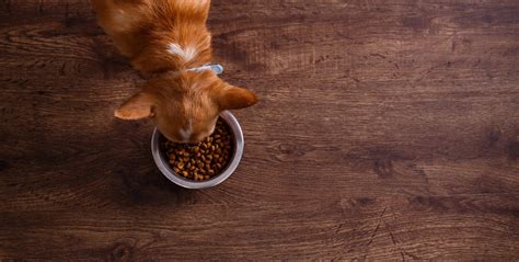 The cost of your pet's cremation will vary depending on a few factors including, whether you are opting for a communal cremation or individual cremation, whether or not you want a casket and also the size and type of pet. Pet Behavior Help Near Me 33625 - Gulf Coast Veterinary ...