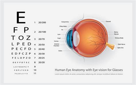 Human Eye Anatomy With Eye Vision For Glasses Vector Illustration