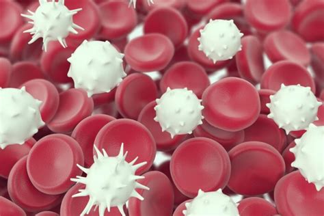 White Blood Cell Disorders Symptoms And Causes Food N Health