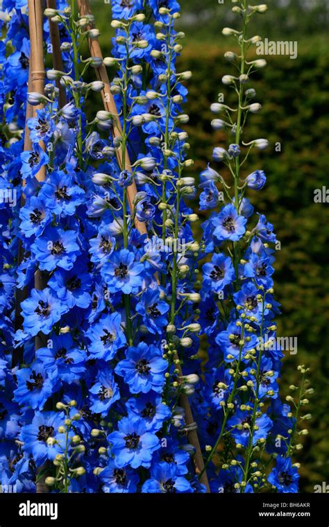 Delphiniums Herbaceous Border Hi Res Stock Photography And Images Alamy
