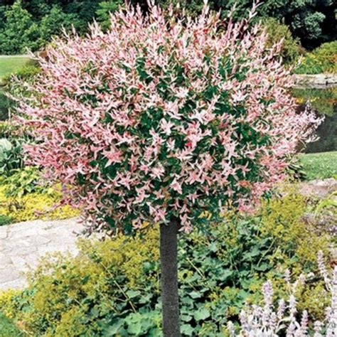 63 Lovely Flowering Tree Ideas For Your Home Yard Dwarf Trees For