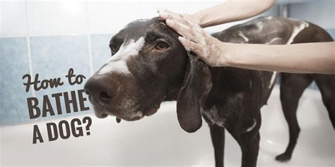 How To Bathe A Dog — For The Very First Time Dogs Dog Health
