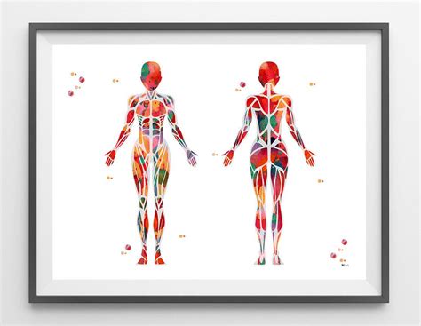 Female Muscular System Watercolor Print Anatomy Art Female Etsy