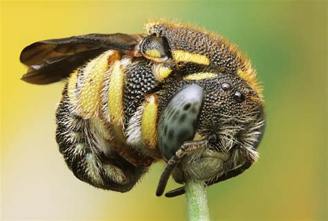 How To Photograph Bees The Fascinating World Of Macro Photography