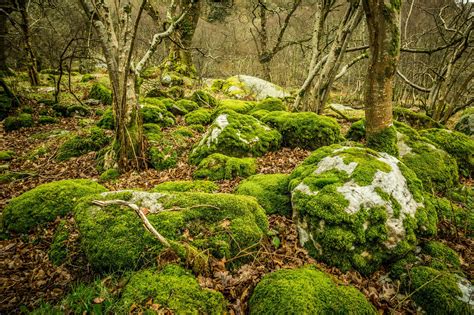 Stones Moss Leaves Trees Glendalough Ireland Upper Lake