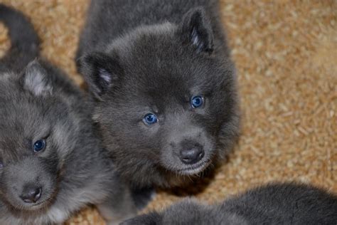 How Much Does A Blue Bay Shepherd Puppy Cost Anything German Shepherd