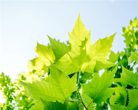 Green Maple Leaves Summer Sunshine Photo Preview