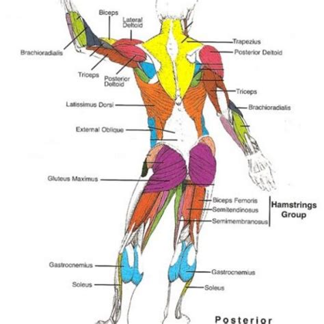 Muscles Anterior Full Body Diagram Diagram Muscular System Anterior