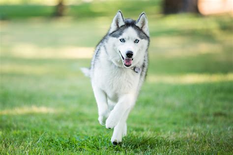 Siberian Husky