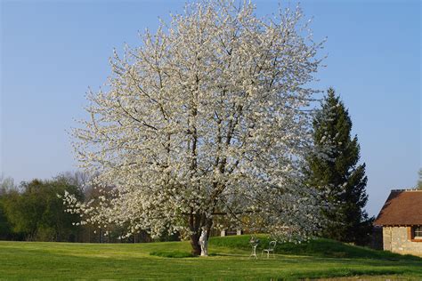 Arbre Cerisier Fleur Parc Domaine De Prin Domaine De Prin