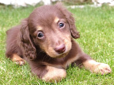 Despite this status, i would still advise you to be cautious because a portion of the dachshunds being marketed today is from puppy mills and backyard breeders. Miniature long haired dachshund | Cute as a Button ...